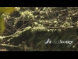 Branch and Rain 3089